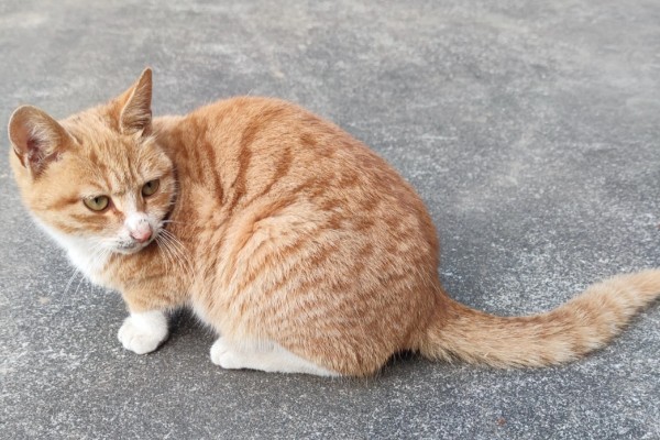 家猫的寿命，通常在15年左右