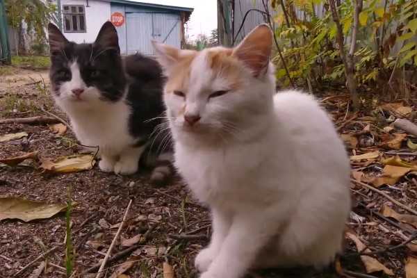 家猫的寿命，通常在15年左右