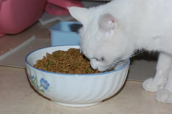 家猫的寿命，通常在15年左右