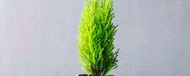 香松盆栽干枯发黄如何解决，可能是光照过强所致