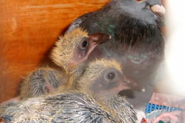 小鸽子的食物，破壳一周内的小鸽子吃鸽乳