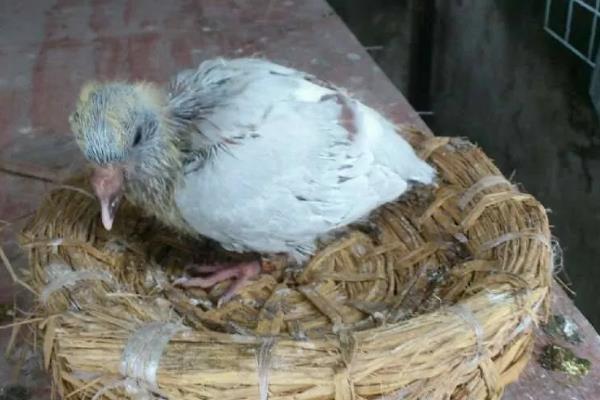 小鸽子的食物，破壳一周内的小鸽子吃鸽乳