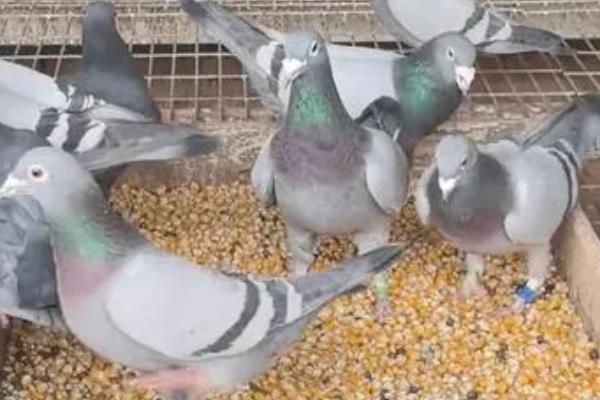 小鸽子的食物，破壳一周内的小鸽子吃鸽乳