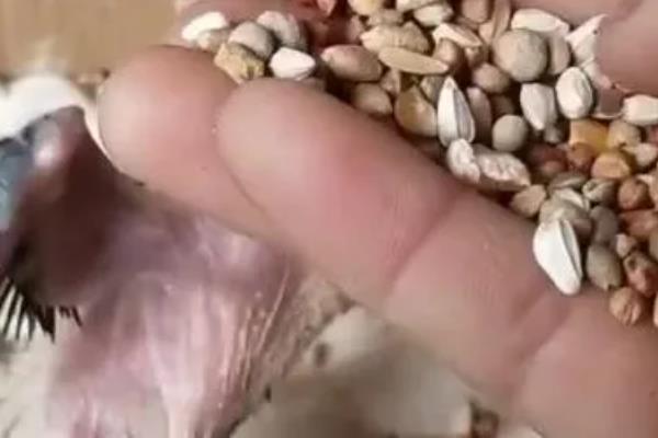 小鸽子的食物，破壳一周内的小鸽子吃鸽乳