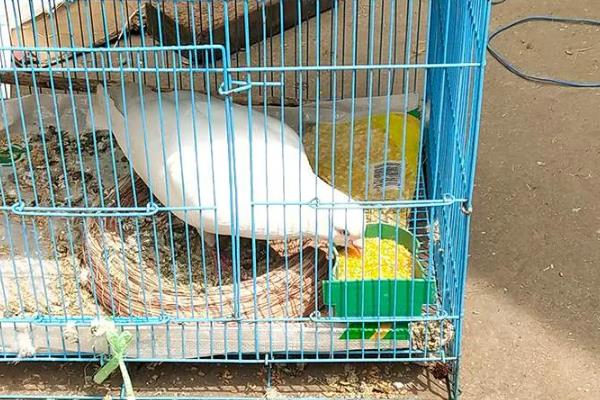 小鸽子的食物，破壳一周内的小鸽子吃鸽乳