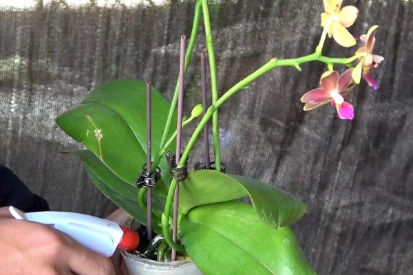 蝴蝶兰茎变黄的原因，可能是浇水不当所致