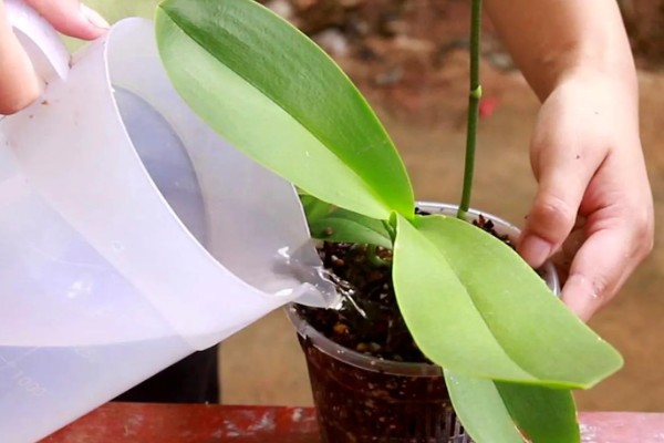 蝴蝶兰茎变黄的原因，可能是浇水不当所致