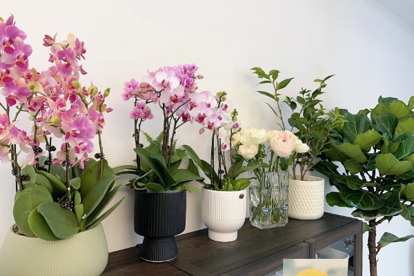 蝴蝶兰茎变黄的原因，可能是浇水不当所致