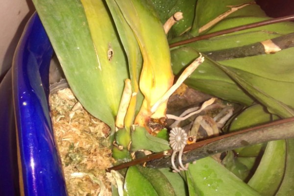 蝴蝶兰茎变黄的原因，可能是浇水不当所致