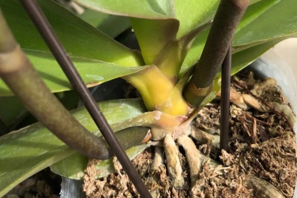 蝴蝶兰茎变黄的原因，可能是浇水不当所致