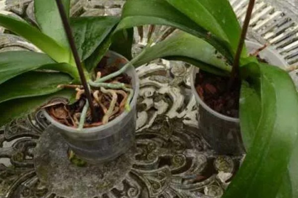 蝴蝶兰茎变黄的原因，可能是浇水不当所致