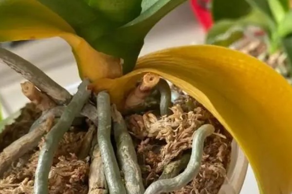 蝴蝶兰茎变黄的原因，可能是浇水不当所致