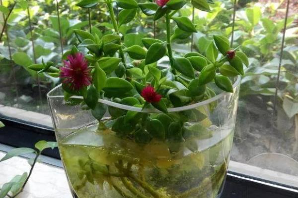牡丹吊兰能水养么,可以水养