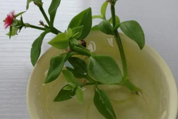 牡丹吊兰能水养么,可以水养