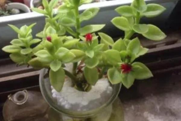 牡丹吊兰能水养么,可以水养