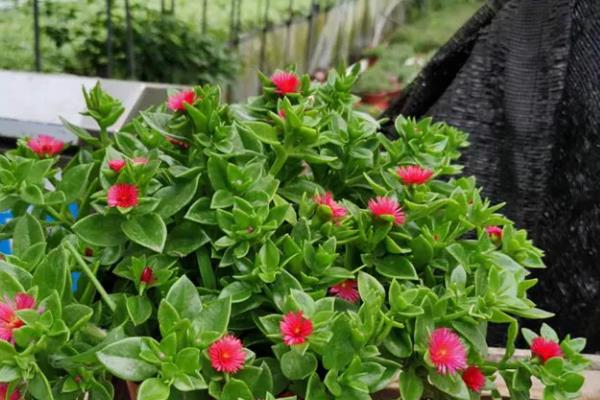 牡丹吊兰能水养么,可以水养