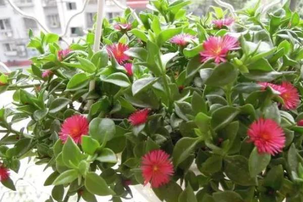 牡丹吊兰能水养么,可以水养