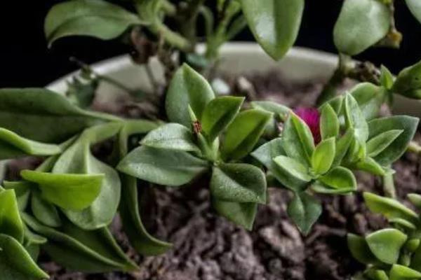 牡丹吊兰能水养么,可以水养