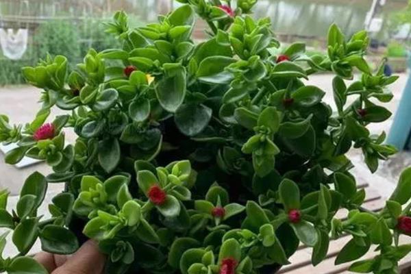 牡丹吊兰能水养么,可以水养