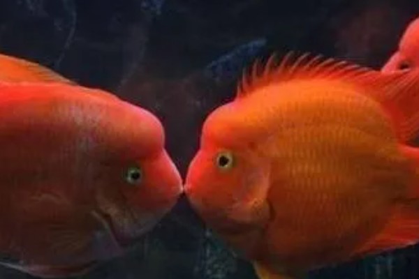 鹦鹉鱼肠炎的治疗方法,不同病因的治疗方法不同