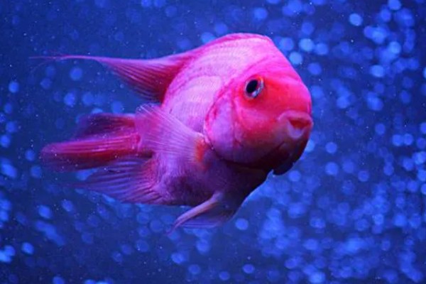 鹦鹉鱼肠炎的治疗方法,不同病因的治疗方法不同