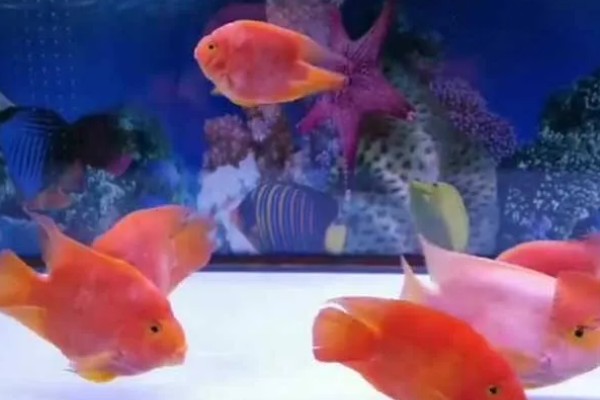 鹦鹉鱼肠炎的治疗方法,不同病因的治疗方法不同