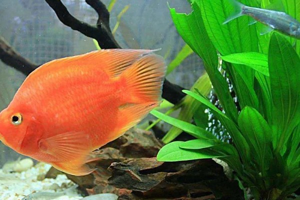 鹦鹉鱼肠炎的治疗方法,不同病因的治疗方法不同