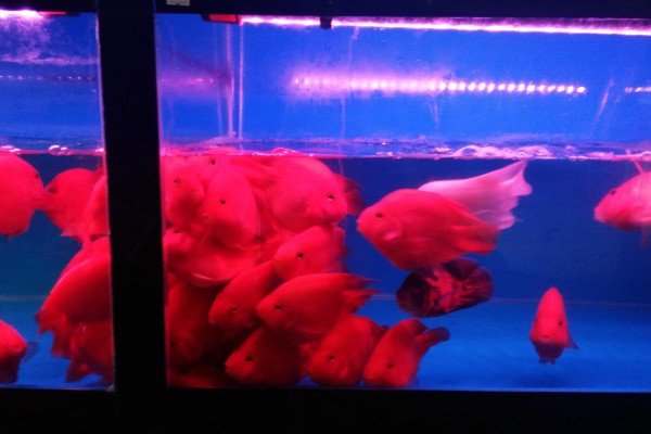 鹦鹉鱼肠炎的治疗方法,不同病因的治疗方法不同