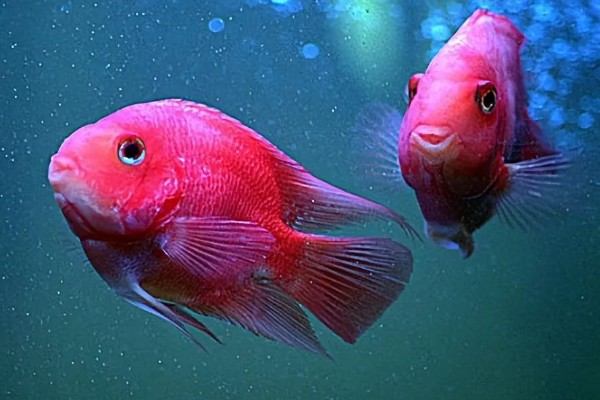 鹦鹉鱼肠炎的治疗方法,不同病因的治疗方法不同