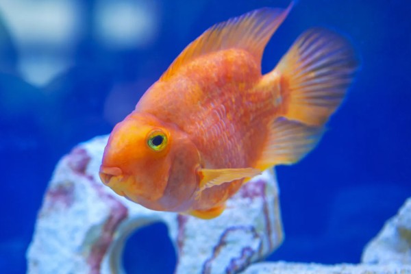 鹦鹉鱼肠炎的治疗方法,不同病因的治疗方法不同