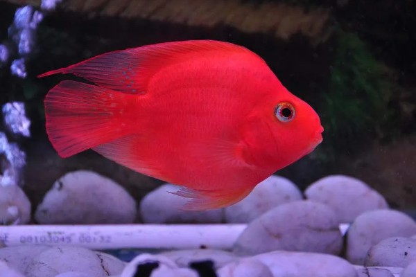 鹦鹉鱼肠炎的治疗方法,不同病因的治疗方法不同