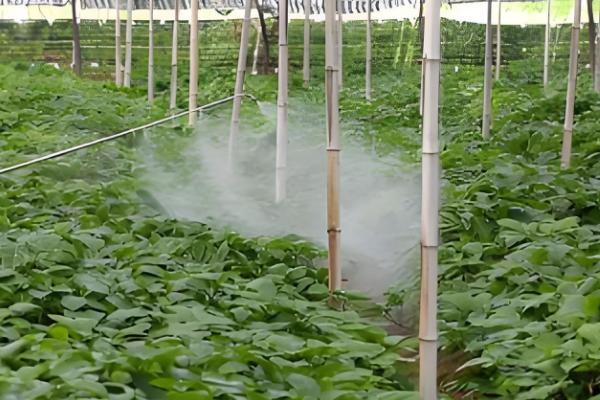 氯氰菊酯的药效期，在春夏季一般为5天左右