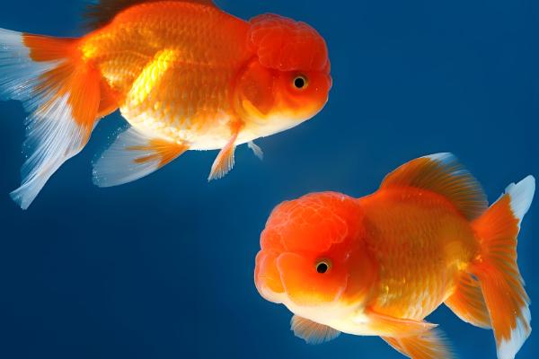 金鱼怎么养长的快,水温不能低于15℃