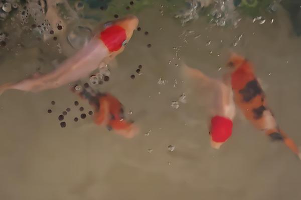 金鱼怎么养长的快,水温不能低于15℃