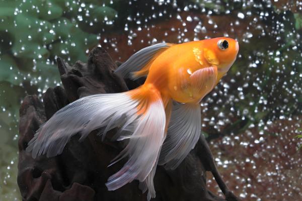 金鱼怎么养长的快,水温不能低于15℃