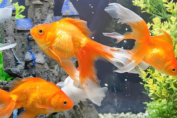 金鱼怎么养长的快,水温不能低于15℃