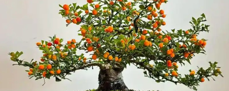 金豆下山桩怎么种植，涂抹生根粉可加快生根速度