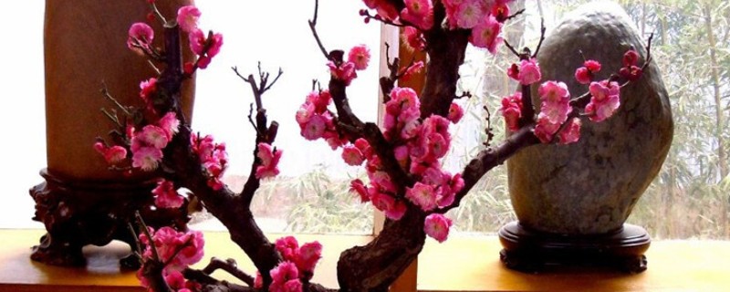 梅花怎么养殖，开花后每隔4-5周追肥一次