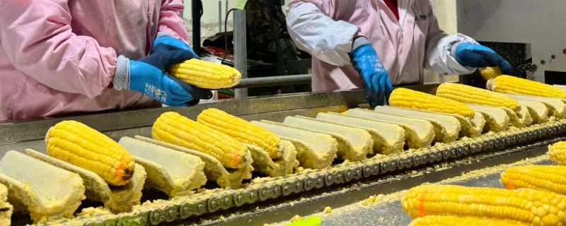 玉米可以加工成什么东西，可以加工成为玉米面、玉米粕等
