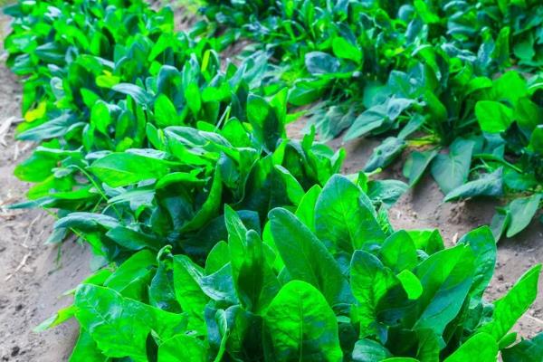 菠菜的名字由来，是因为该蔬菜原产于两千多年前的波斯