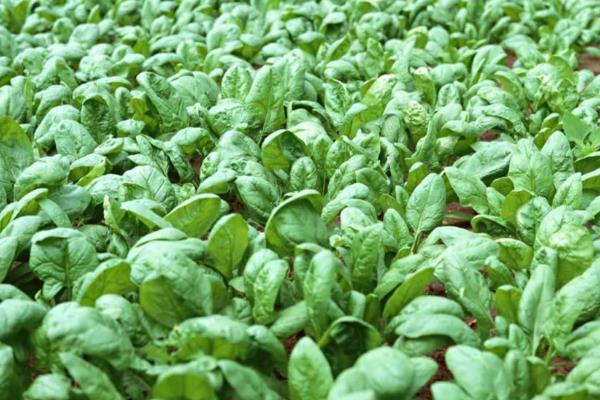 菠菜的名字由来，是因为该蔬菜原产于两千多年前的波斯