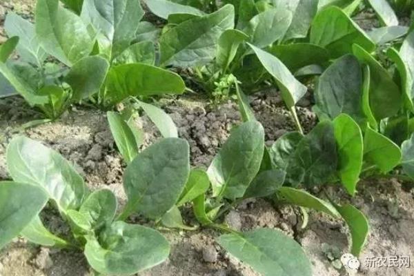 菠菜的名字由来，是因为该蔬菜原产于两千多年前的波斯