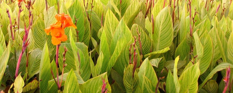 金脉美人蕉怎么繁殖，以播种、分株、分根茎为主