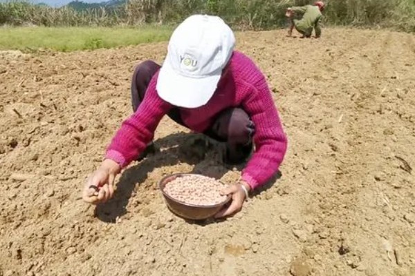 种植花生要注意什么，地温超过15℃才能播种