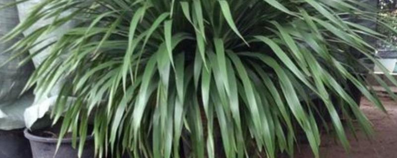 龙铁树怎么养殖，春秋季节每隔4-5天浇一次水