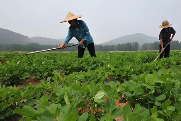 种植花生要注意什么，地温超过15℃才能播种
