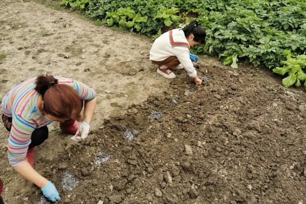 种植花生要注意什么，地温超过15℃才能播种