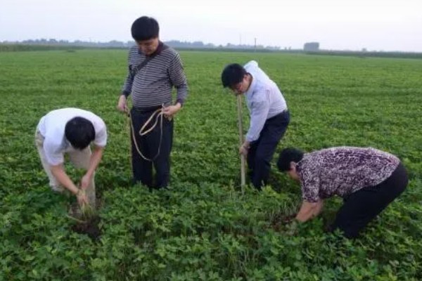 种植花生要注意什么，地温超过15℃才能播种