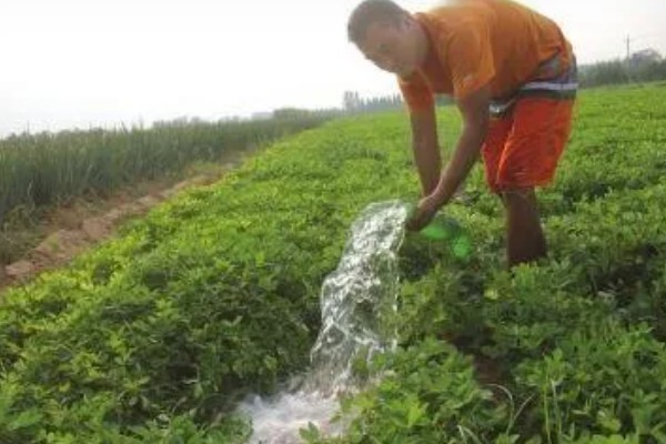 种植花生要注意什么，地温超过15℃才能播种