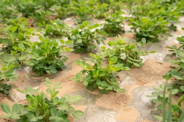 种植花生要注意什么，地温超过15℃才能播种